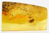 Detailed Fossil Caddisfly and Moth In Baltic Amber #335644-1